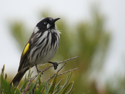 New Holland Honeyeater