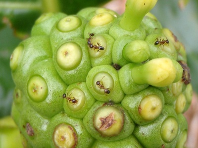 Noni (Morinda citrifolia)