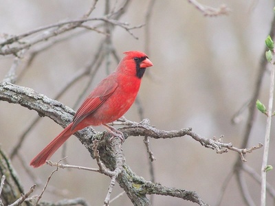 Northern Cardinal
