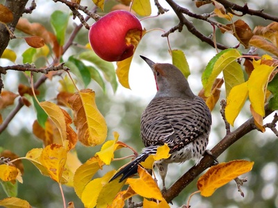 Northern Flicker