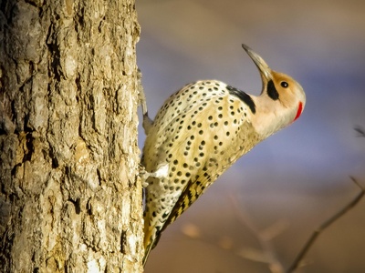 Northern Flicker
