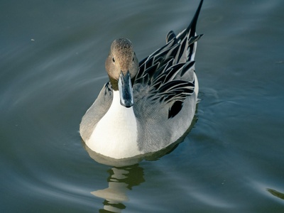 Northern Pintail