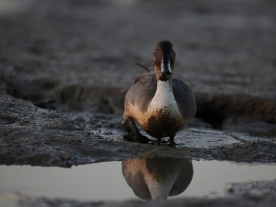 Northern Pintail