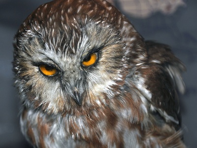 Northern Saw-whet Owl