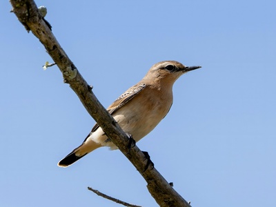 Northern Wheatear