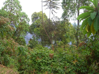 Nyungwe Forest
