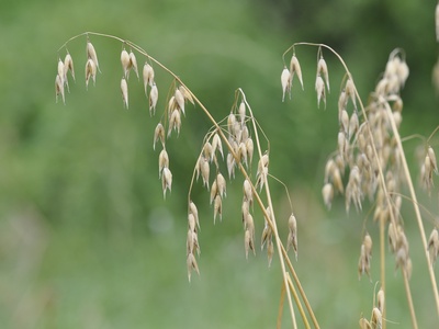 Oats