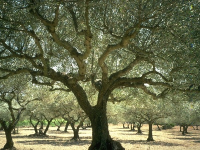 Olive groves