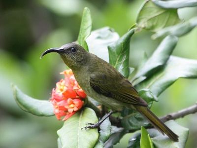Olive Sunbird