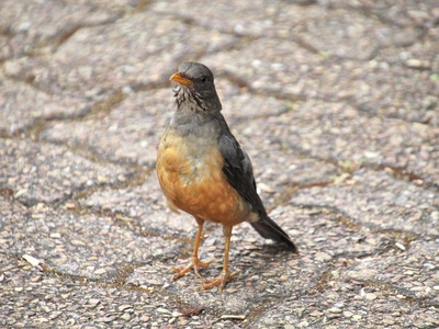 Olive Thrush