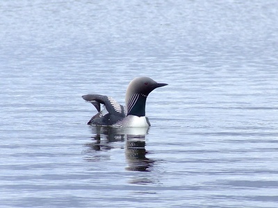 Pacific Loon