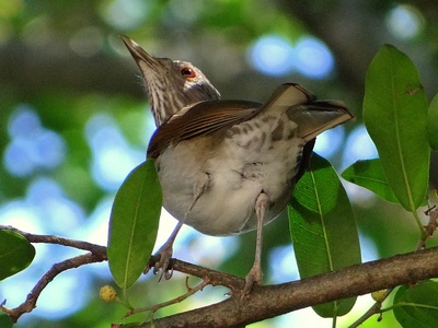 Pale-breasted Thrush