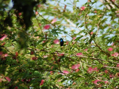 Palestine Sunbird
