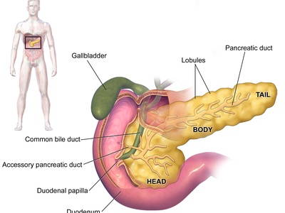 Pancreas