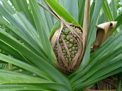 Pandanus (fruit & leaves)