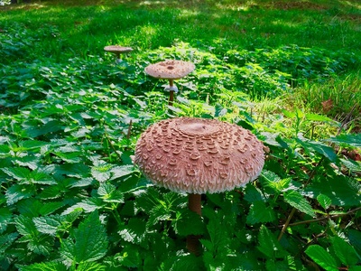 Parasol mushroom