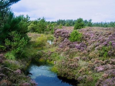 Peat and peatlands