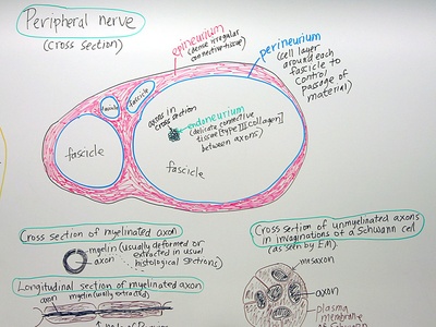 Peripheral nerve