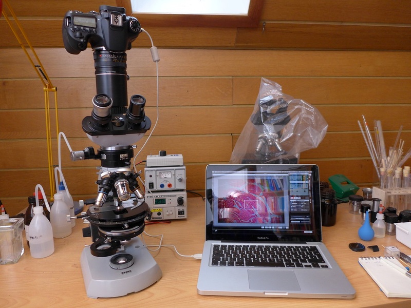 Types of Microscopes: The Complete List - 33Science