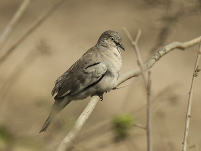 Picui Ground-Dove