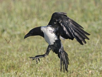 Pied Crow