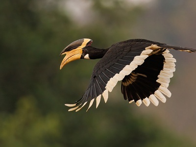 Pied Hornbill