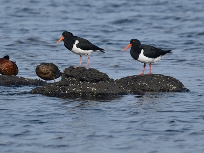 Pied Oystercatcher