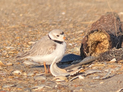 Piping plover