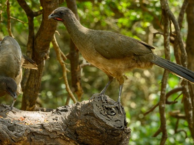 Plain Chachalaca