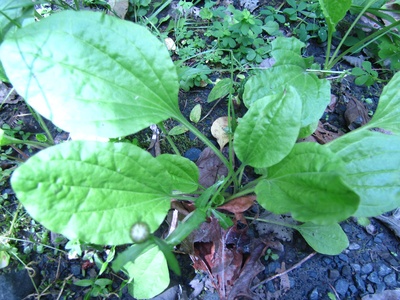 Plantain (broadleaf)
