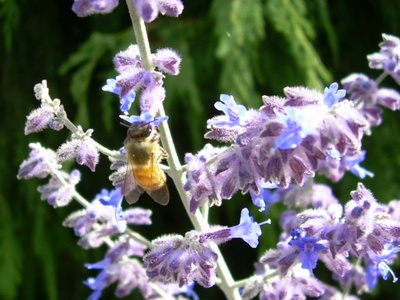 Pollination services