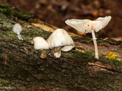 Porcelain fungus