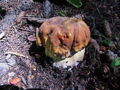 Porcini (Cep)