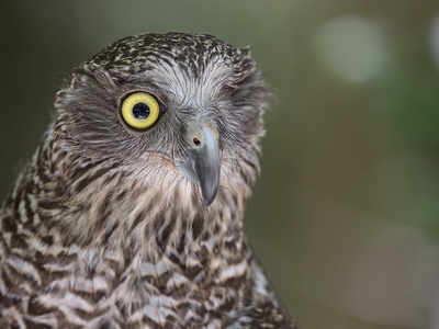 Powerful Owl