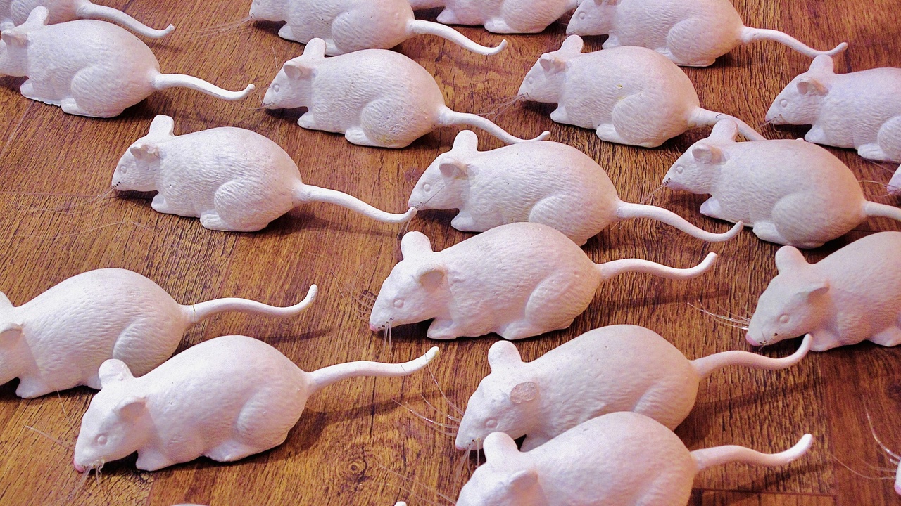 Agricultural and conservation contexts for cloning