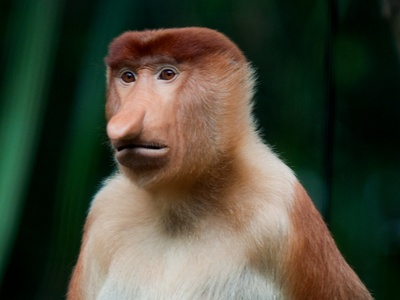 Proboscis monkey