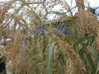 Proso millet