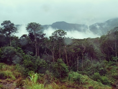 Protected forests & endemic species