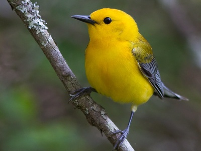 Prothonotary Warbler