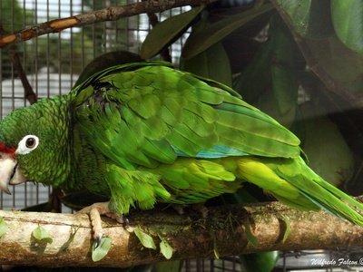 Puerto Rican parrot