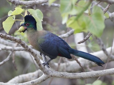 Purple-crested Turaco
