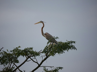 Purple Heron