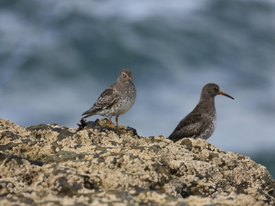 Purple Sandpiper