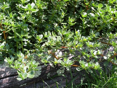 Purslane
