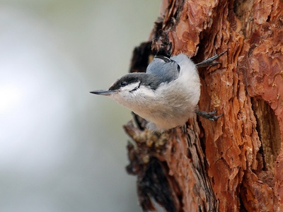 Pygmy Nuthatch