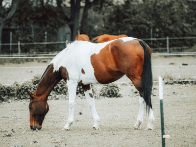 Quadruped hip (dog/horse)