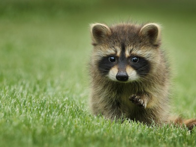 Raccoon