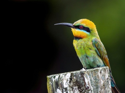Rainbow Bee-eater