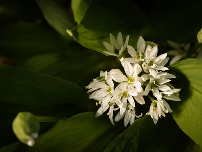 Ramps (wild leek)