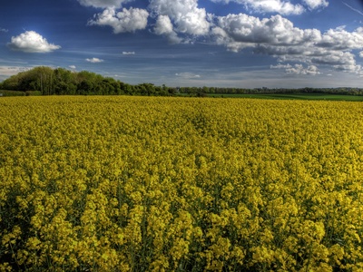 Rapeseed (canola)